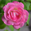 DSC_7461.jpeg