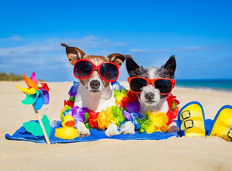 dog-at-the-beach.jpg