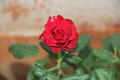 Red Rose.jpg