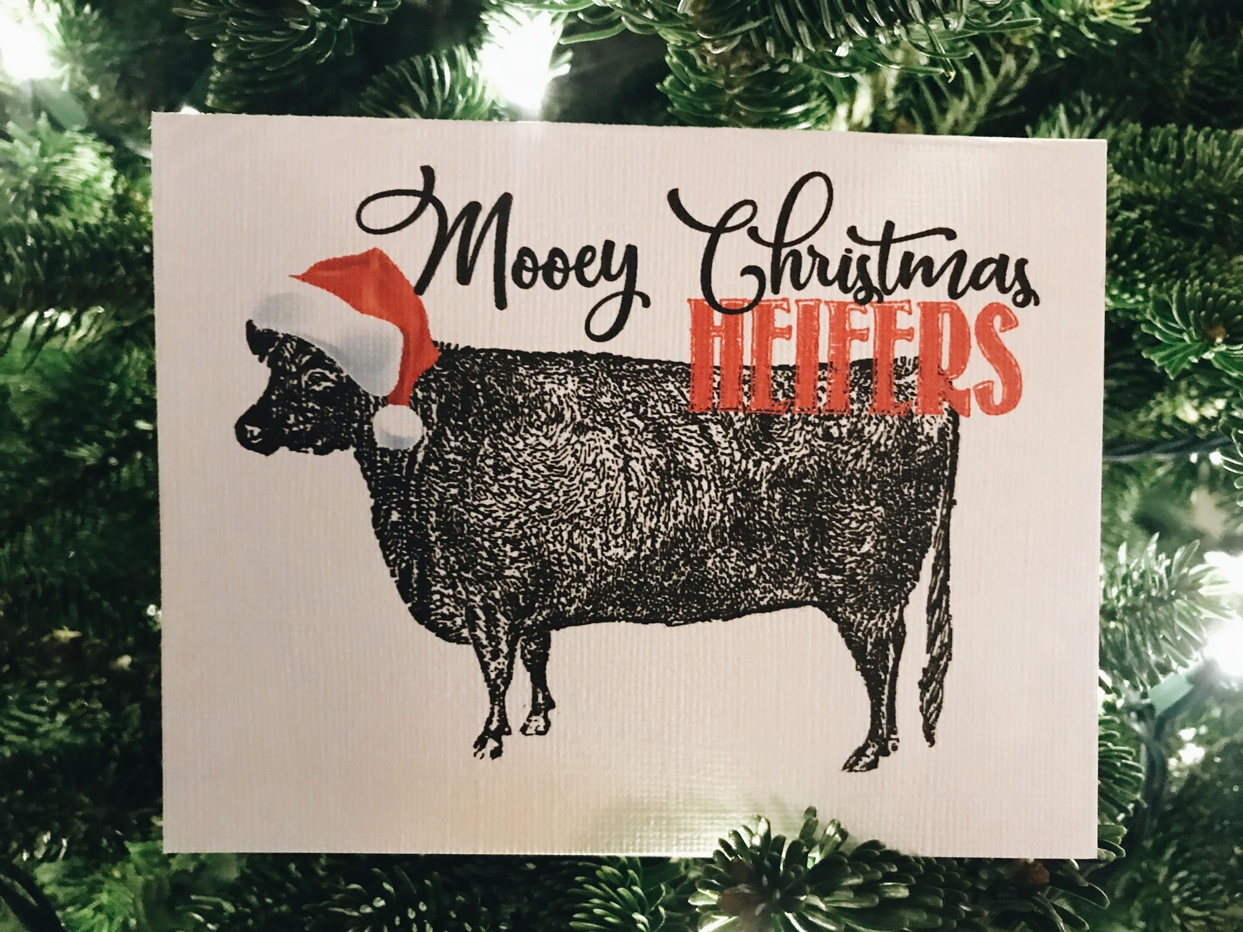 Mooey Christmas, heifers-wholesale