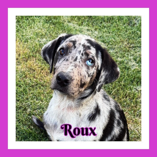Roux - in Maine