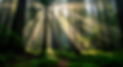 Foret verte Reiki des Eléments.png