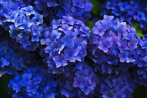 hortensias bleus violets.jpg