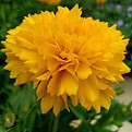 Fleur jaune Flamme Or.jpg