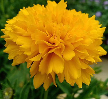 Fleur jaune Flamme Or.jpg