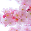 Reiki Usui degré 2 Fleurs.jpg