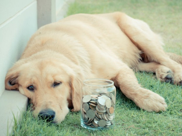 Pet Insurance Explained