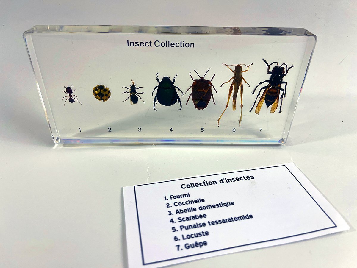 Bloc de 7 insectes