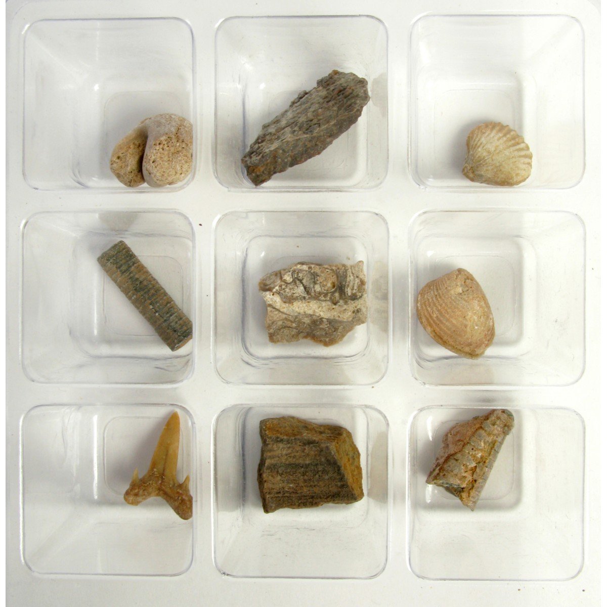 Collection de fossiles