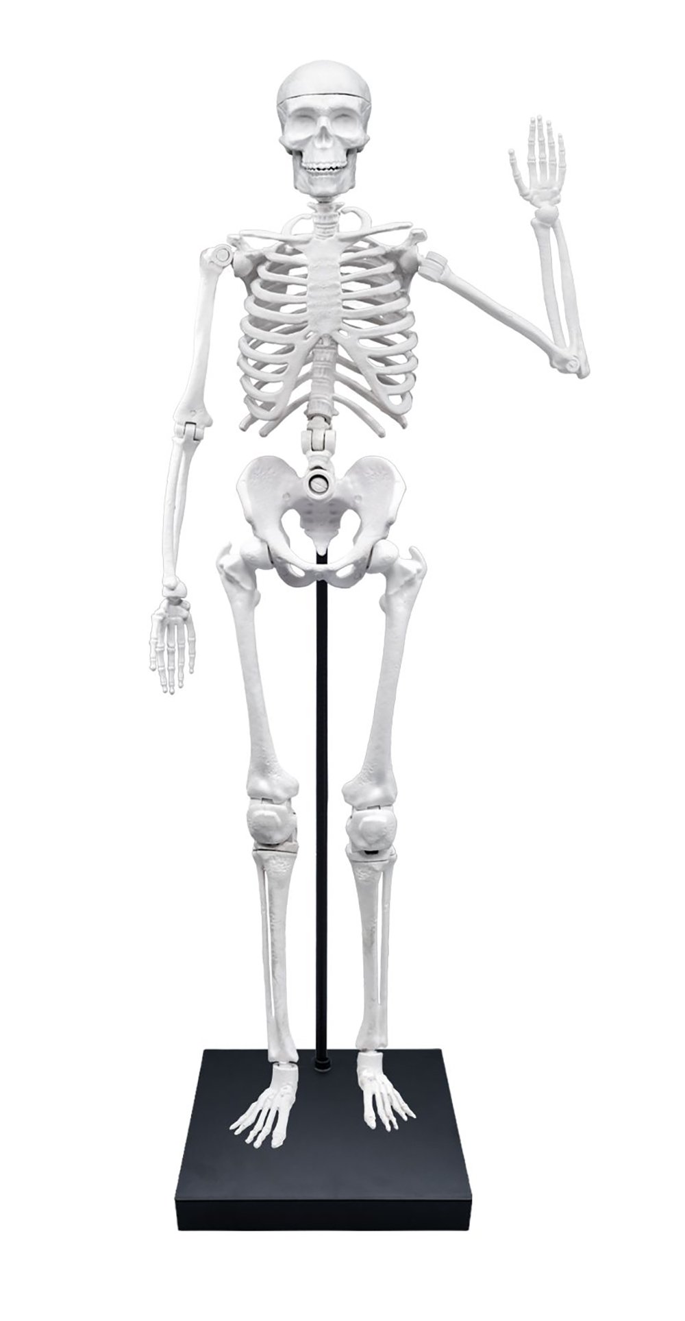 Squelette géant 85cm