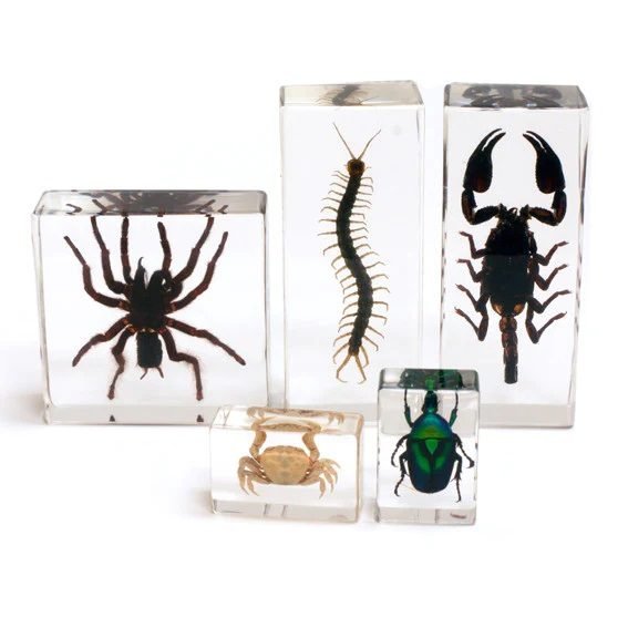 Collection d'arthropodes