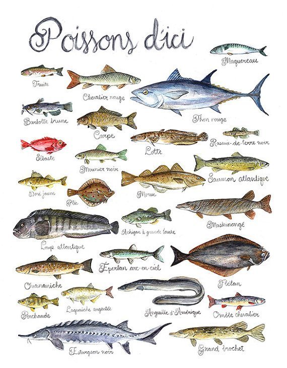 Affiche éducative Mathilde Cinq-Mars Poissons du Québec