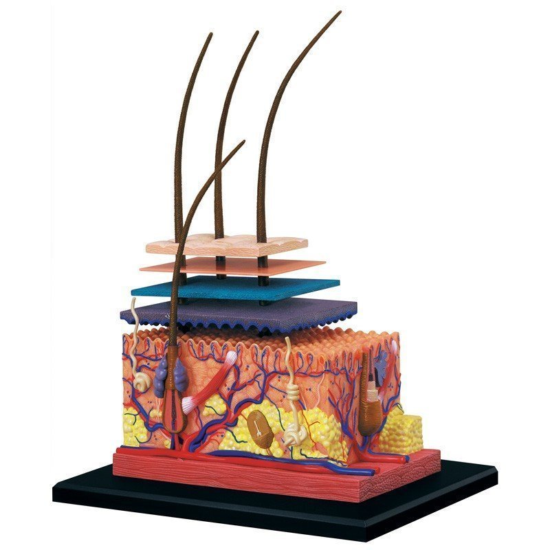 Modèle anatomique de la peau