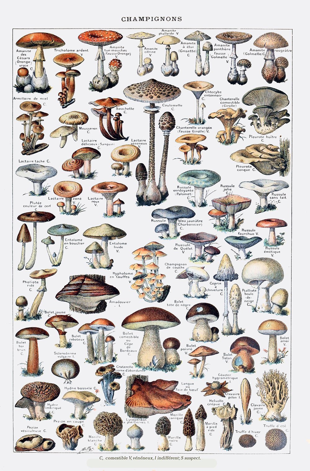 Affiches rétro champignons
