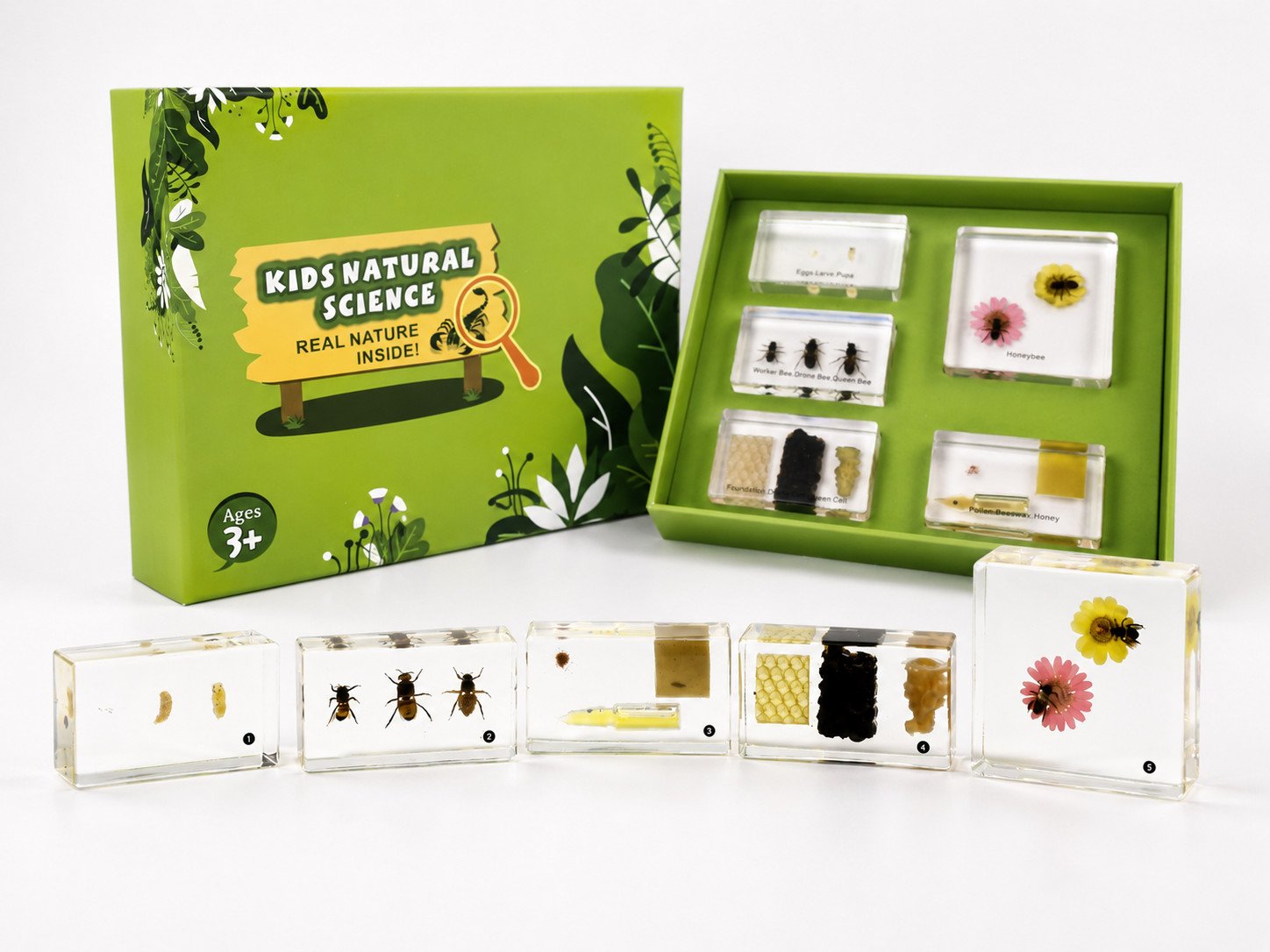 Cycles de vie d'insectes - Abeille