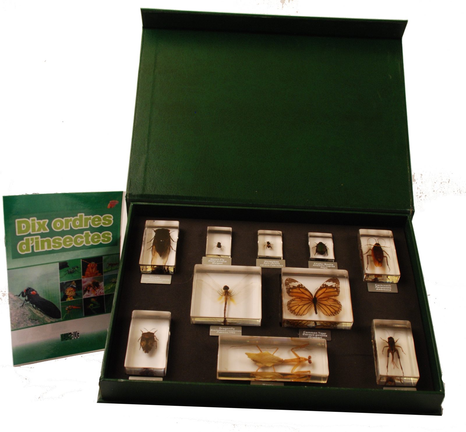 Coffret 10 ordres d'insectes