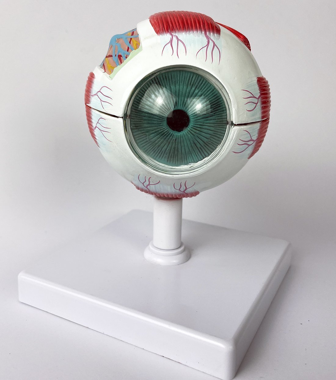 Modèle anatomique de l'oeil