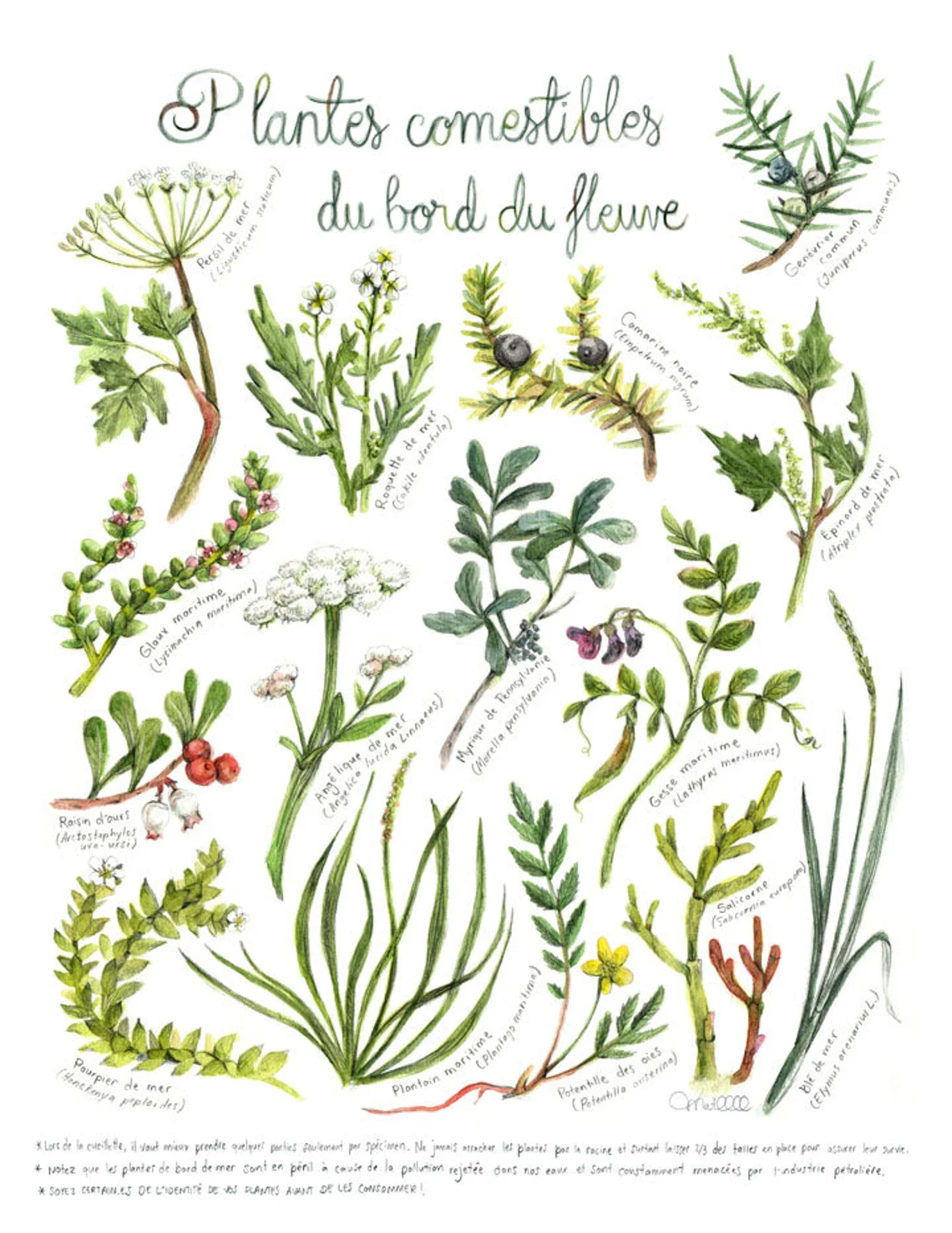 Affiche éducative Mathilde Cinq-Mars Plantes comestibles du fleuve