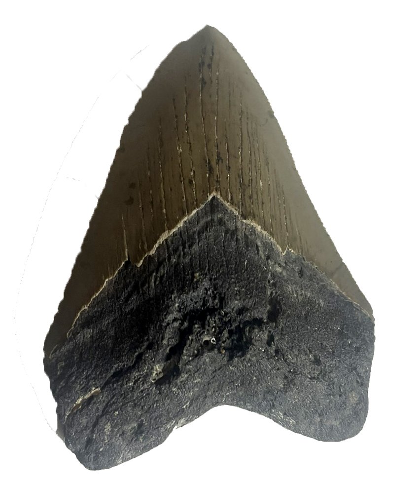 Dent fossile de Mégalodon