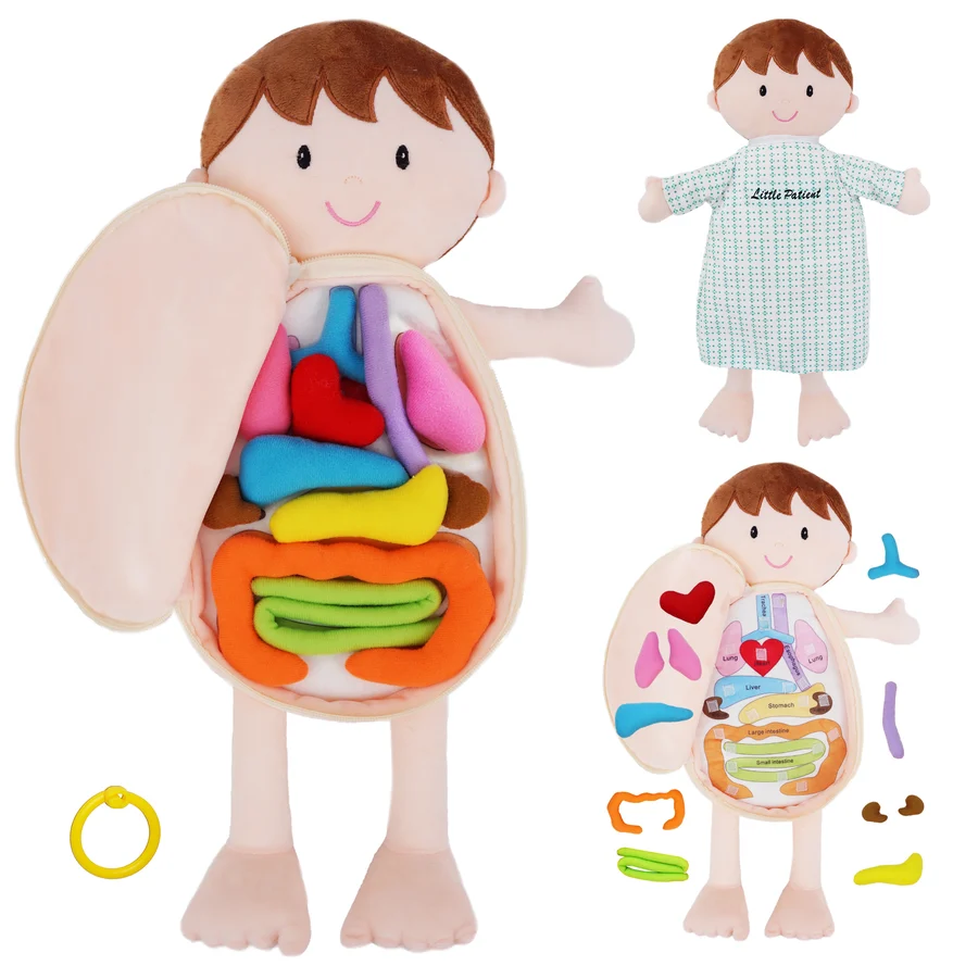 Poupée découverte du corps humain