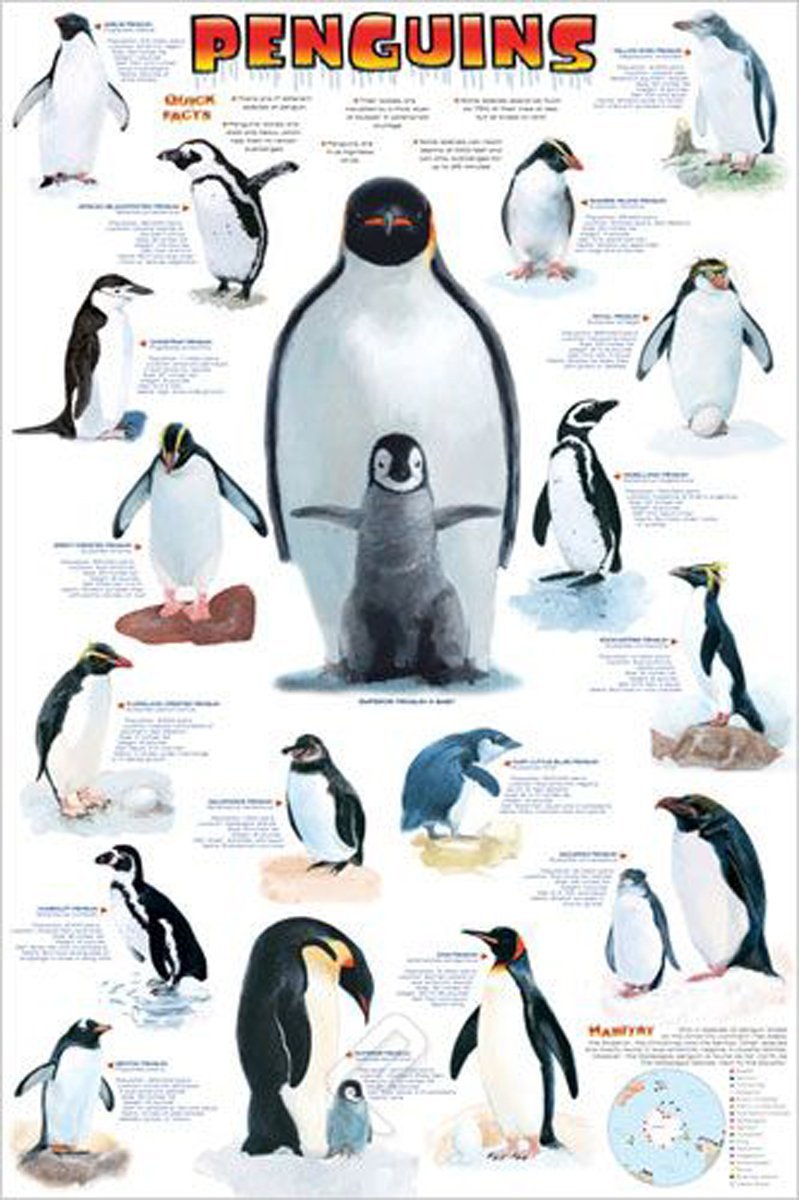 Pingouins - Affiche