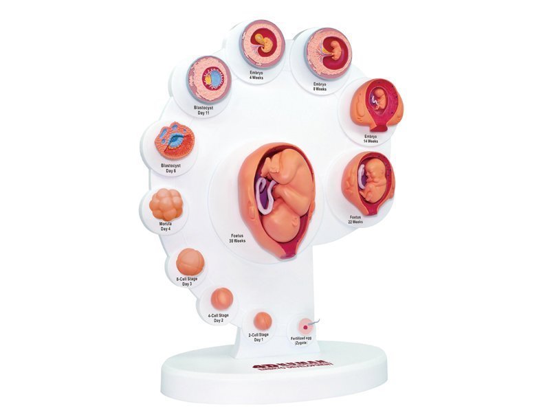 Modèle anatomique grossesse, croissance de l'embryon, foetus