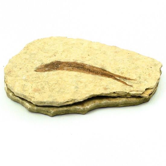 Fossile de poisson