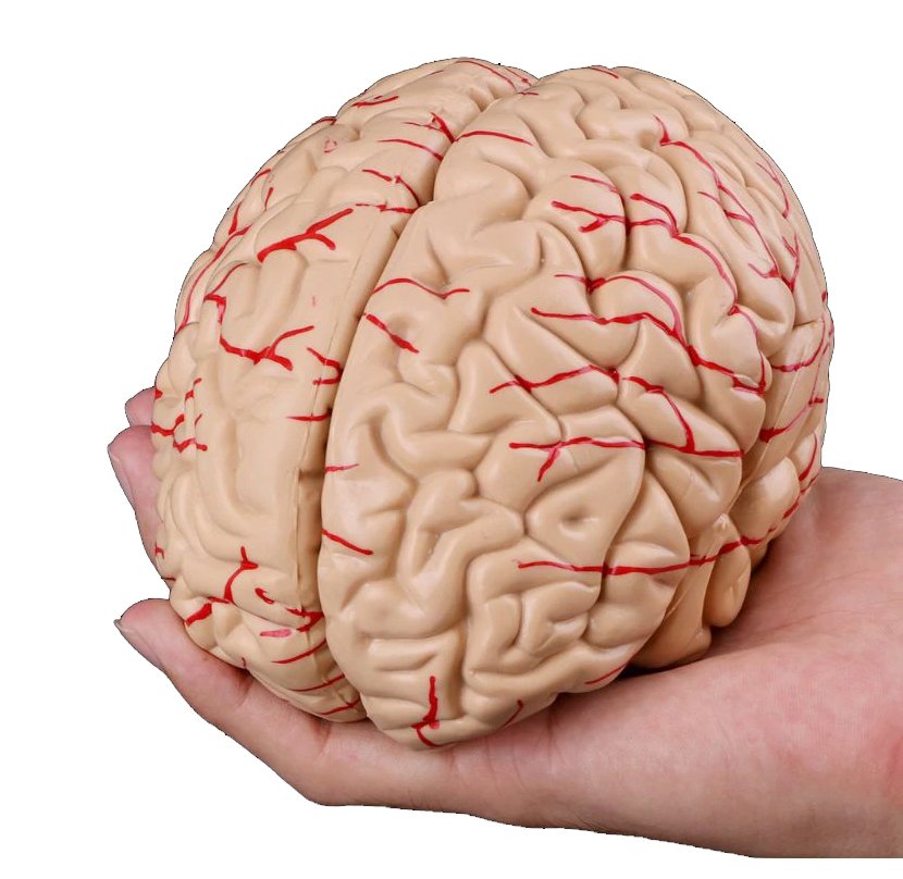 Modèle du cerveau