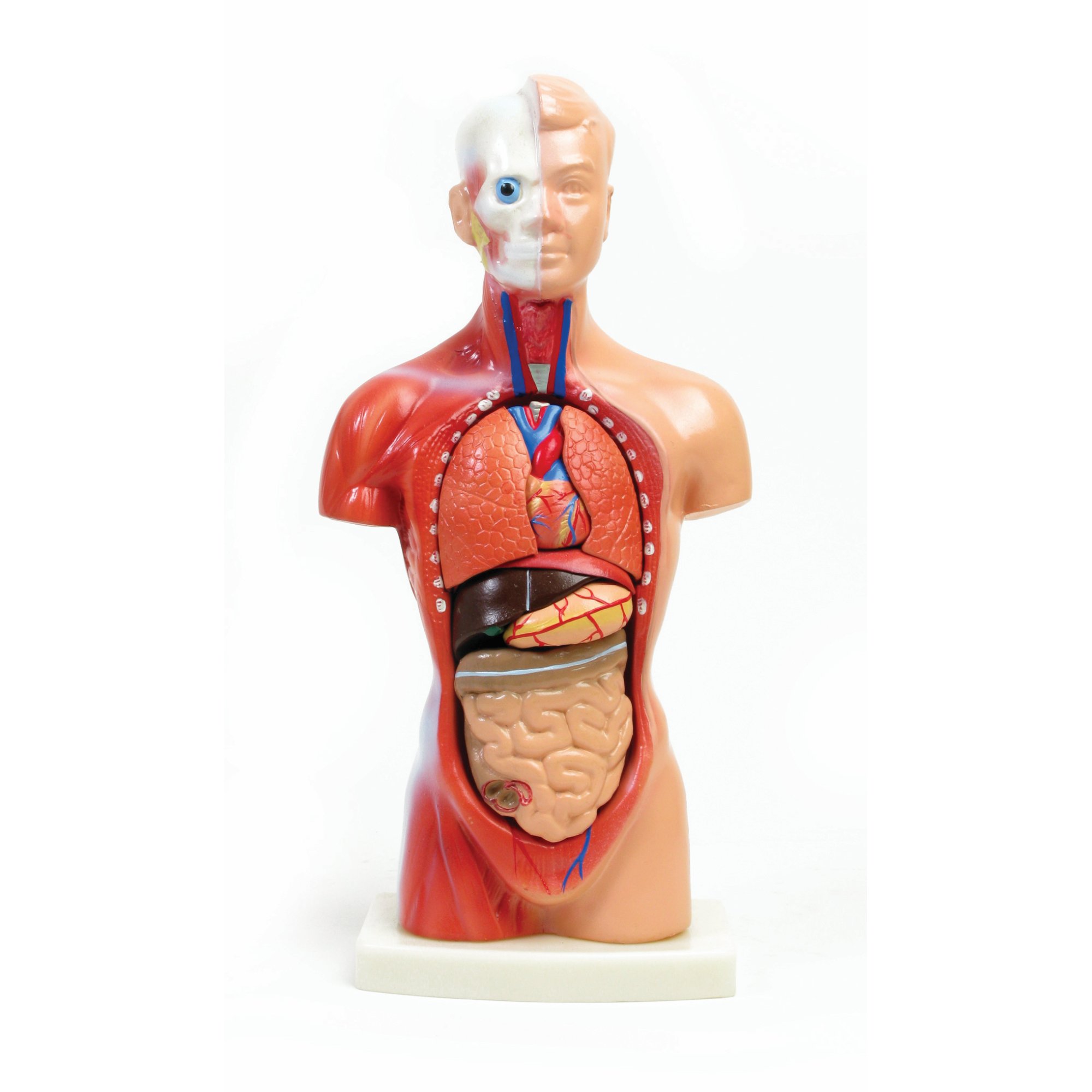 Mini torse humain avec pièces détachables - Modèle d'anatomie