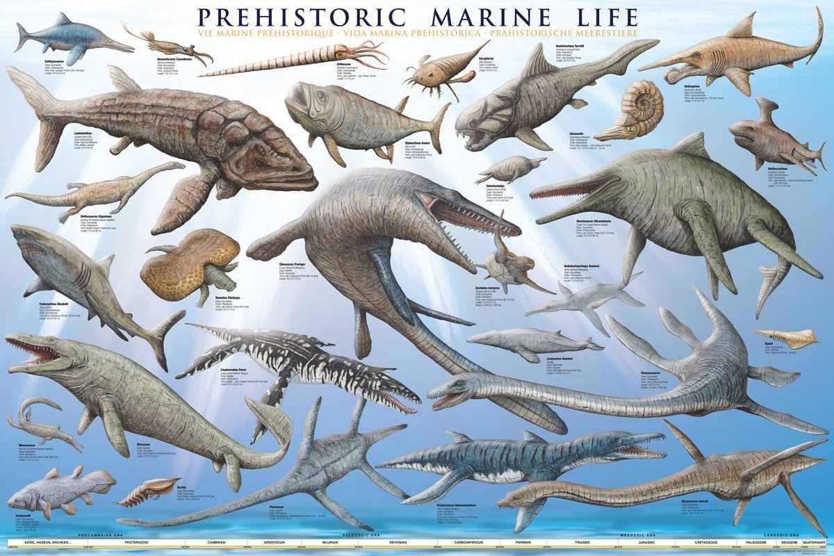 Vie préhistorique marine - Affiche