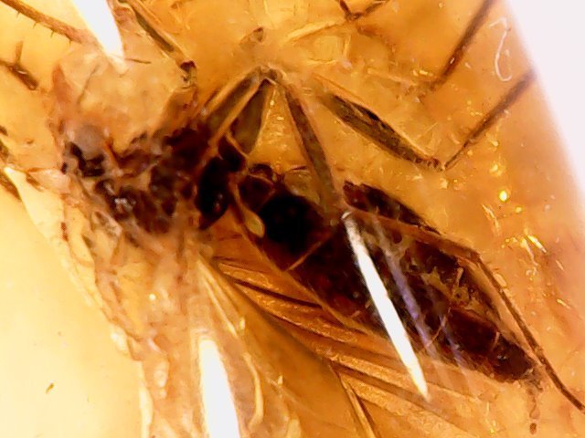 Ambre véritable - spécimen avec insecte