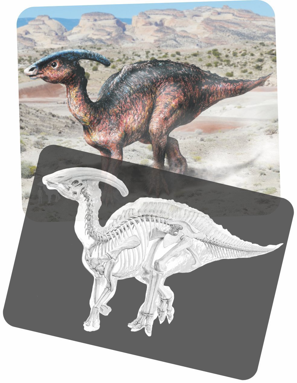 Radiographies et photos de dinosaures