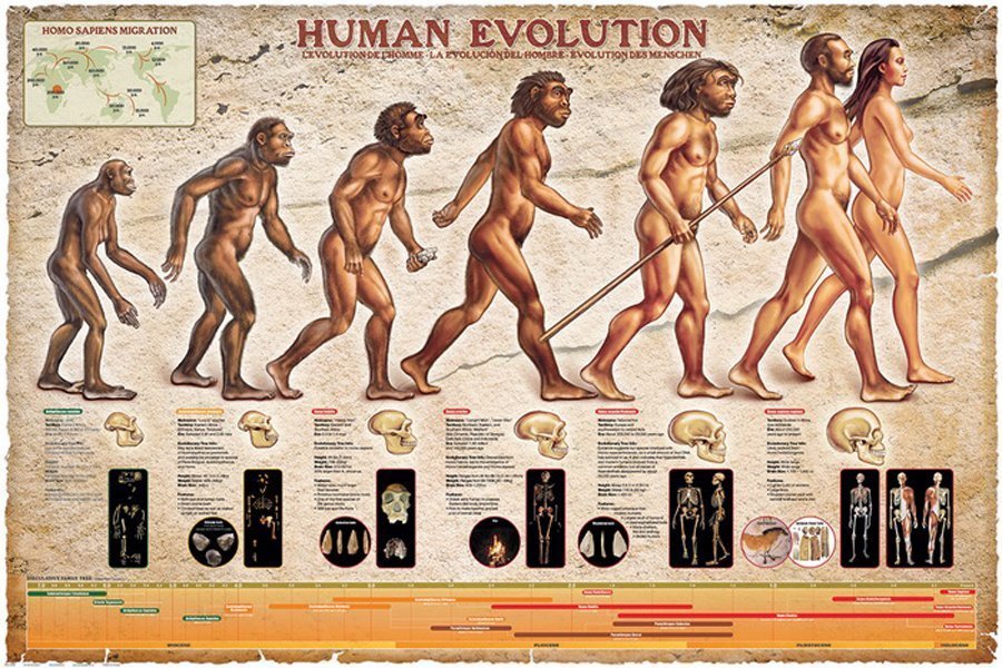 Évolution de l'humain - Affiche