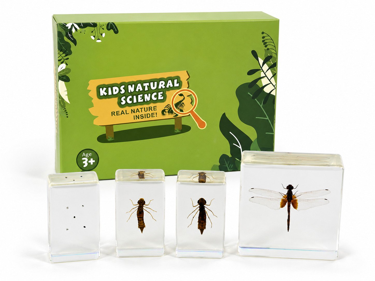 Cycles de vie d'insectes - Libellule
