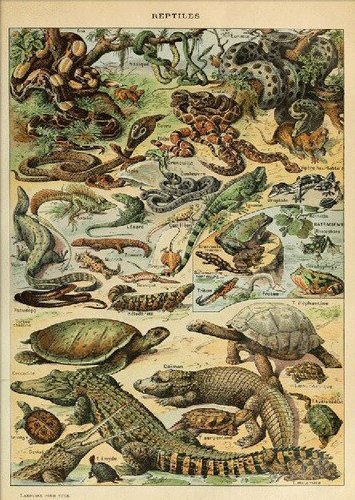 Affiches rétro reptiles