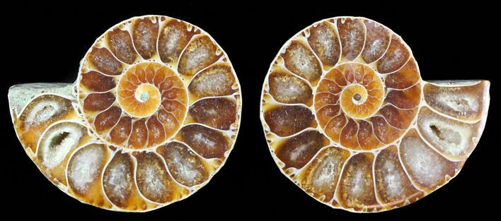 Ammonite fossile (paire de moitiés polies)