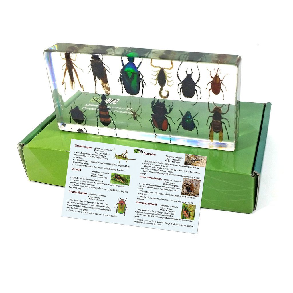 Entomologie - Bloc décoratif de douze spécimens insectes et arachnides