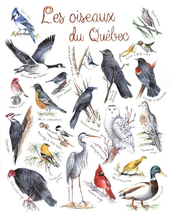 Affiche éducative Mathilde Cinq-Mars Oiseaux du Québec