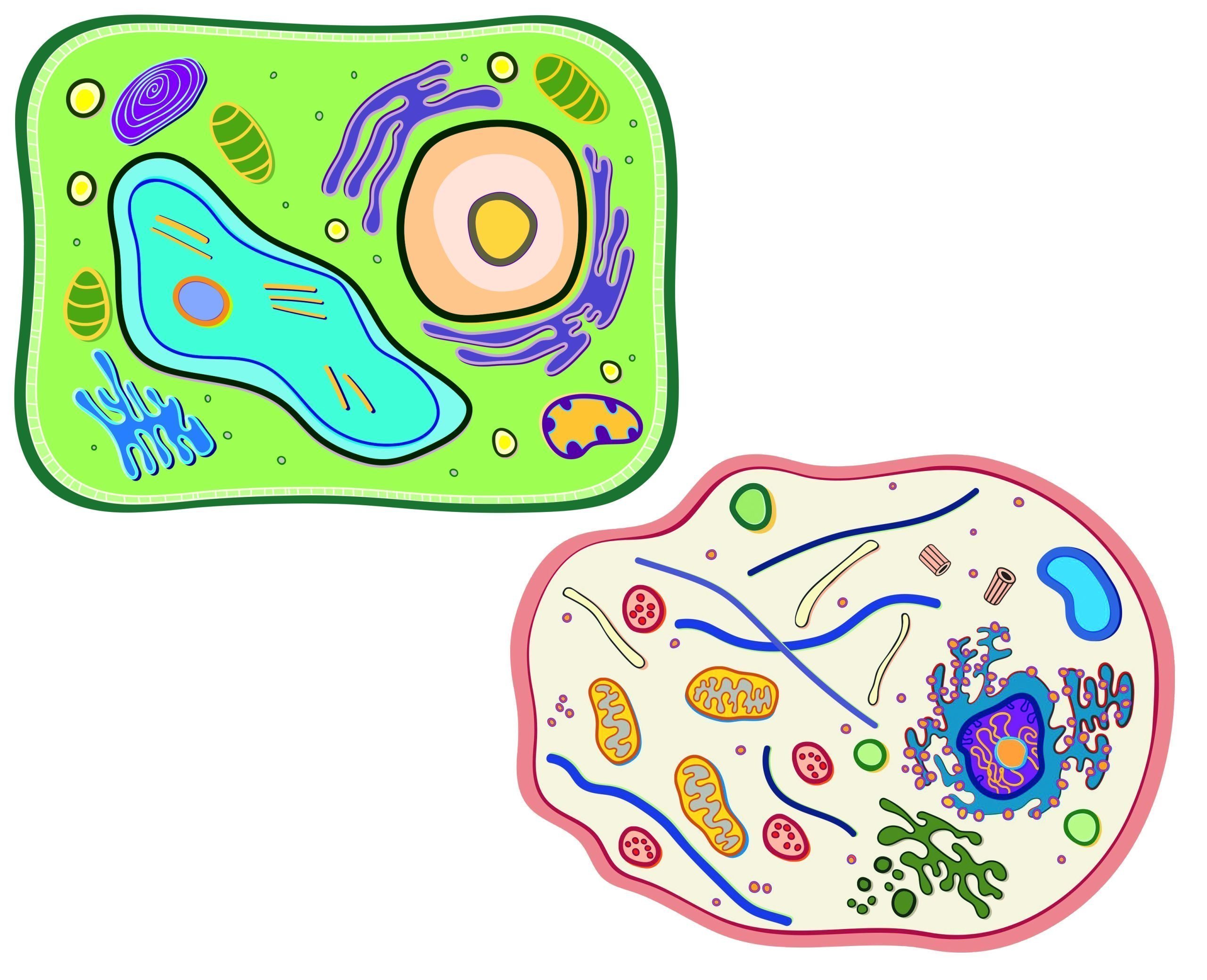 Cellules en acétate pour apprendre les organites des cellules