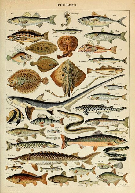 Affiches rétro poissons
