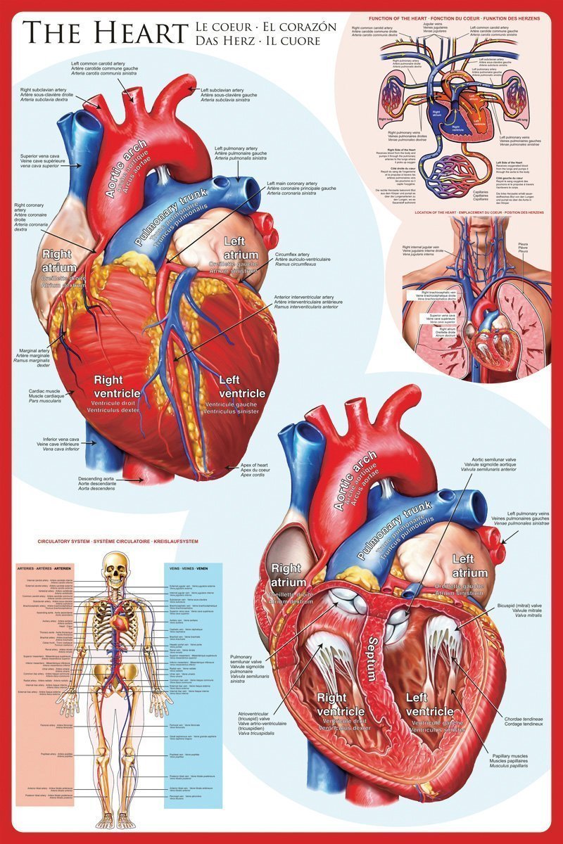 Le coeur - Affiche