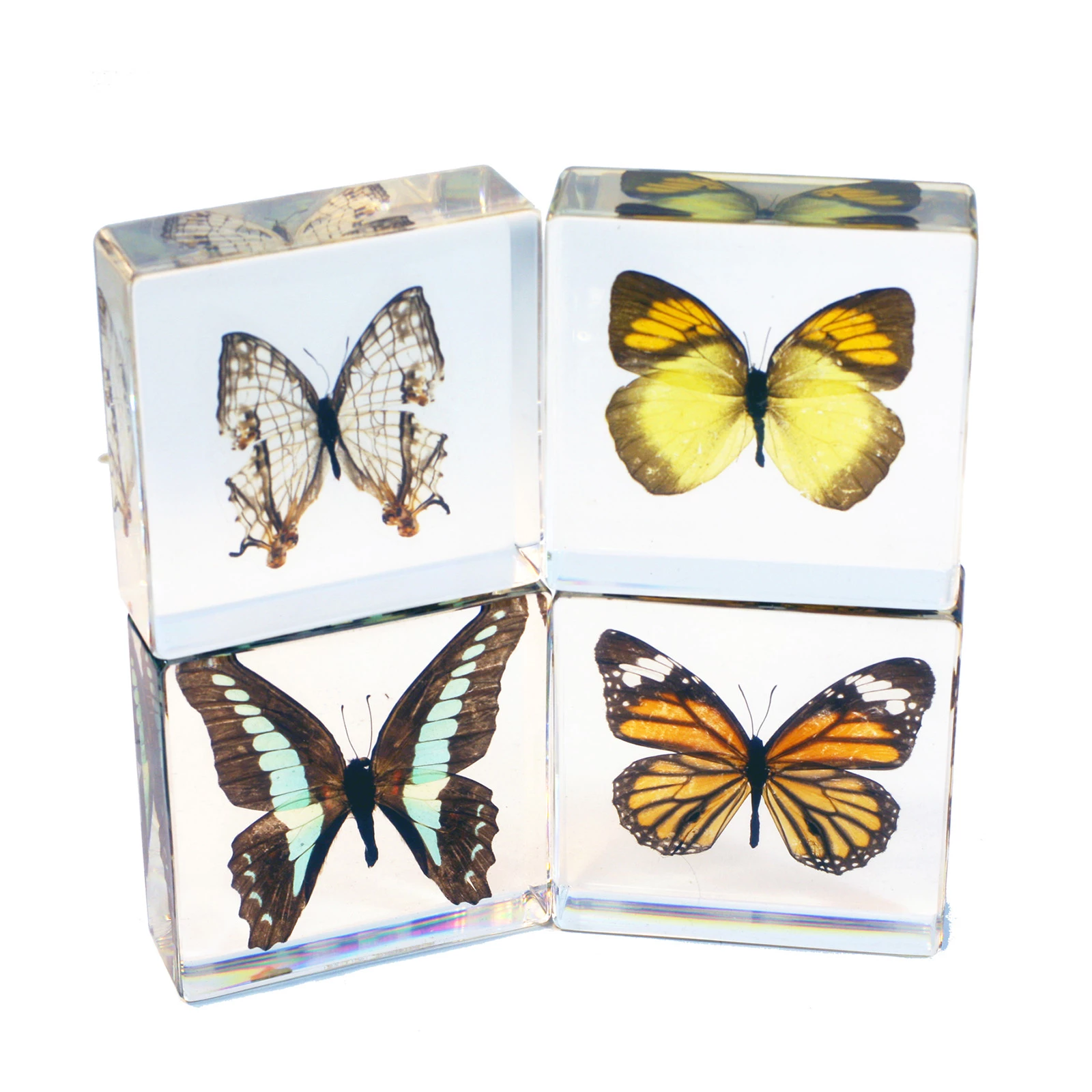 Collection de 4 papillons