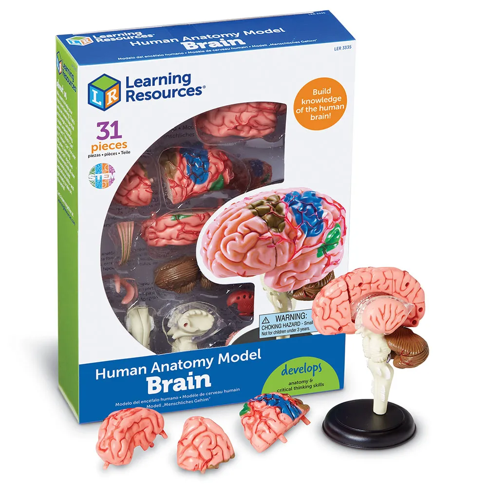 Modèle du cerveau (LR)
