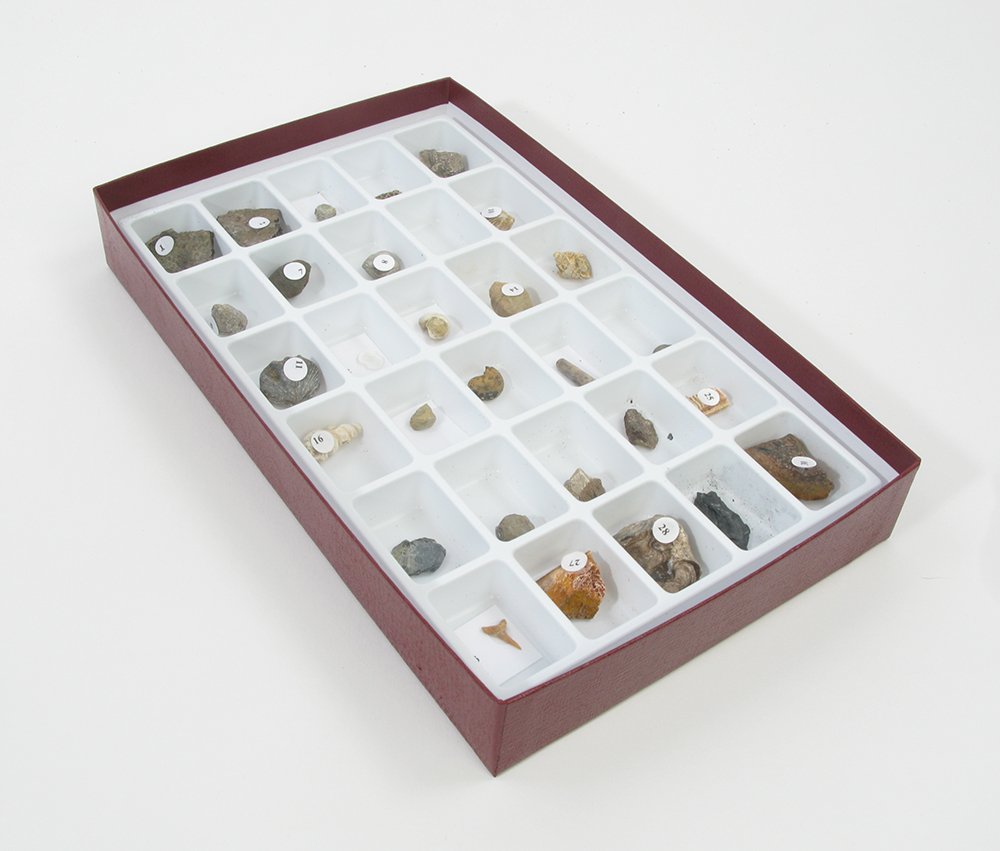 Collection de fossiles avancée