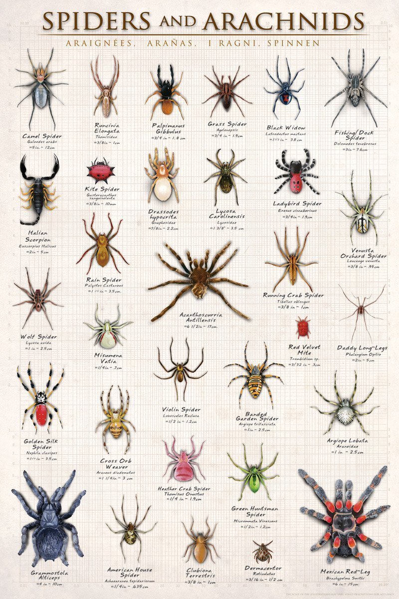 Araignées et arachnides - Affiche