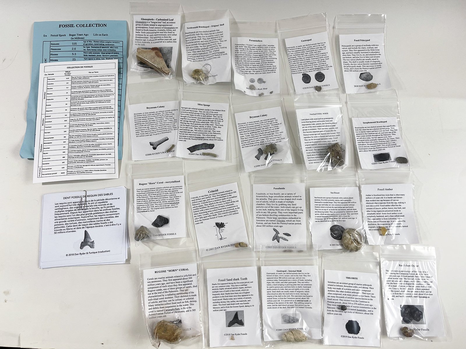 Collection de fossiles