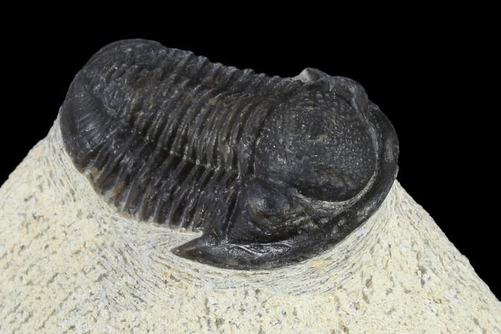 Trilobite fossile