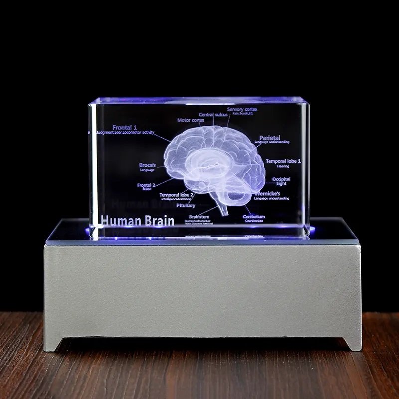 Cerveau en verre avec base illuminée