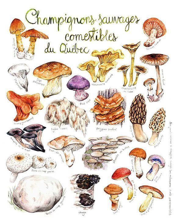 Affiche éducative Mathilde Cinq-Mars Champignons comestibles