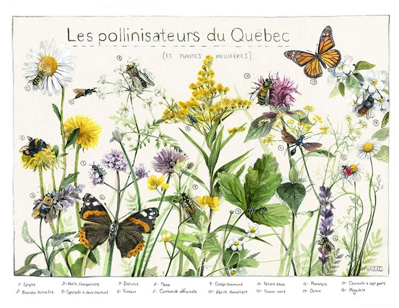 Affiche éducative Mathilde Cinq-Mars Pollinisateurs